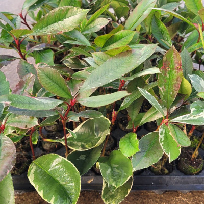PHOTINIA NANA Lote 9 uds. PHOTINIA NANA Lote 9 uds.