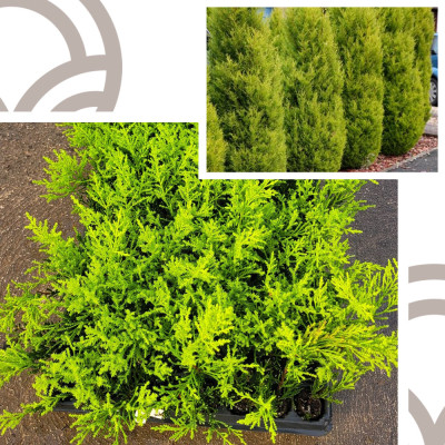 copy of CIPRES LEYLANDI, LEILANDI OR LEYLAND (Cupressus leylandii) cepellón