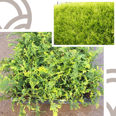 Cipres Leylandi - Cipres Leyland on a platter - Cupressus Leylandii