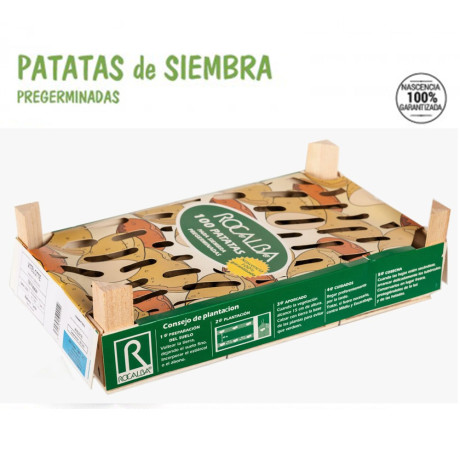 PATATAS DE SIEMBRA RED PONTIAC  (SEMILLAS)