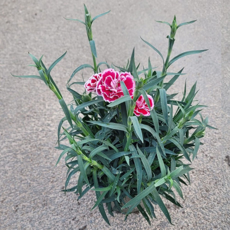 DIANTHUS C. SUNFLOR C14 Clavel
