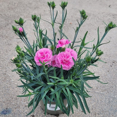 DIANTHUS C. SUNFLOR C14 Clavel