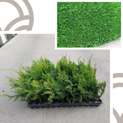 Cipres Leylandi - Cipres Leyland on a platter - Cupressus Leylandii