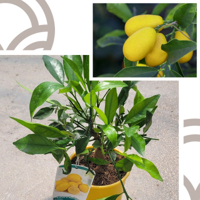 LIMEQUAT MINI