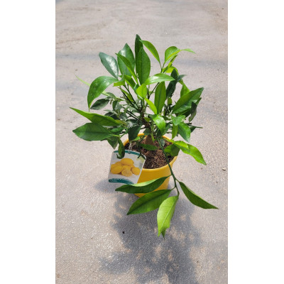 LIMEQUAT MINI
