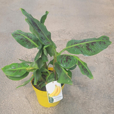 PLATANERA CANARIA CAVENDISH - MUSA ACUMINATA FTL
