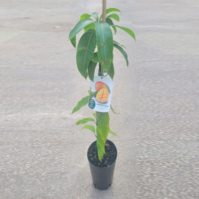 Mango osteen| El Huerto Deitana ® Mango osteen| El Huerto Deitana ®