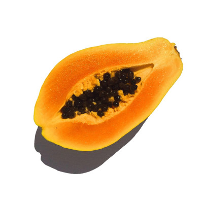 PAPAYA - Carica papaya C16