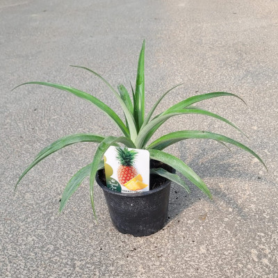 Piña - Ananás | El Huerto Deitana ®