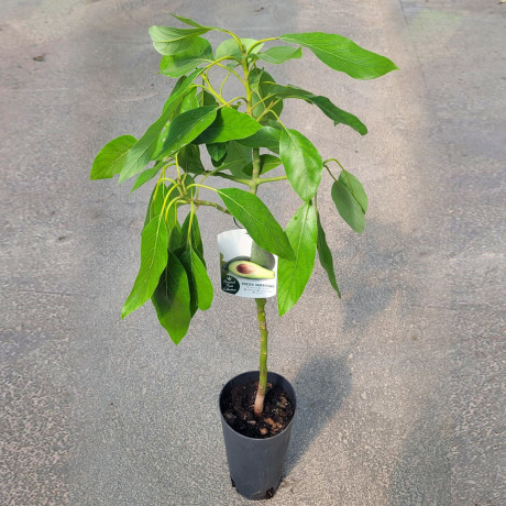 Aguacate hass | El Huerto Deitana ®