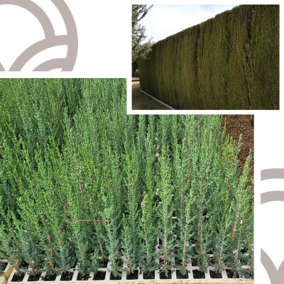 CIPRES SEMPERVIVENS 10-15 cm de altura