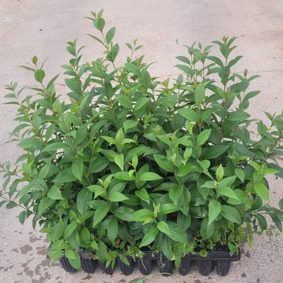 Aligustre japonico - Aligustre comun - Seto aligustre