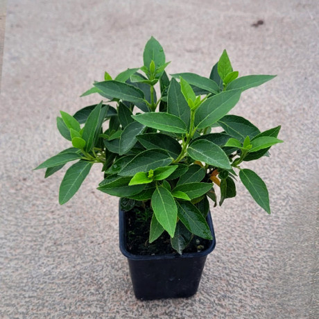 VIBURNUM TINUS (durillo)