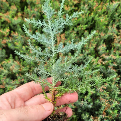 Ciprés Arizona - Cupressus Arizonica | El Huerto Deitana ®
