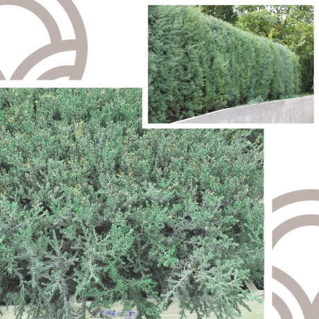Ciprés Arizona - Cupressus Arizonica | El Huerto Deitana ®