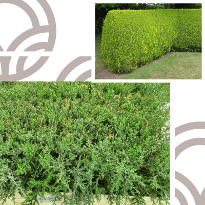 MACROCARPA CIPRES 25 to 40 cm high (CUPRESSUS MACROCARPA)