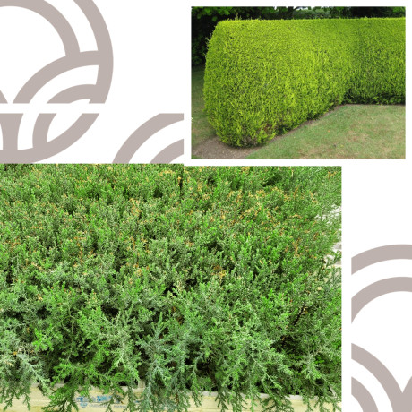 MACROCARPA CIPRES 25 to 40 cm high (CUPRESSUS MACROCARPA)