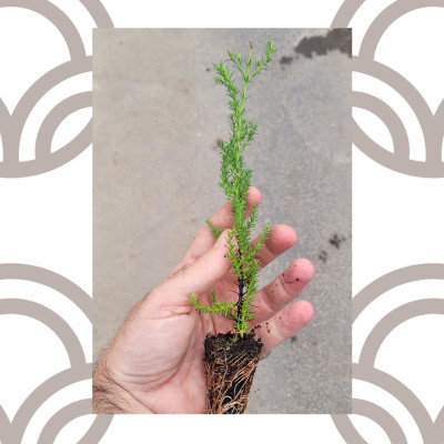 MACROCARPA CIPRES 25 to 40 cm high (CUPRESSUS MACROCARPA)