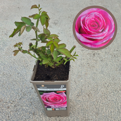 copy of Reutilizable 3731