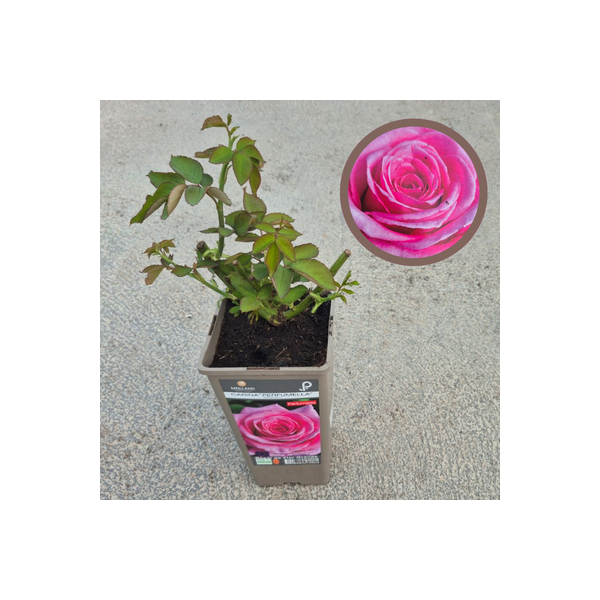 ROSAL CARINA PERFUMELLA