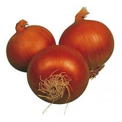 PLANTAS DE CEBOLLA RECAS