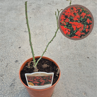 copy of GERANIO (Pelargonium x hortorum)
