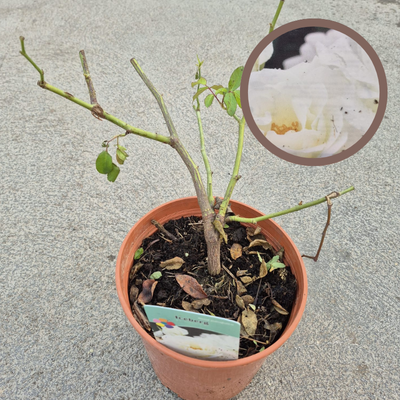copy of GERANIO (Pelargonium x hortorum)
