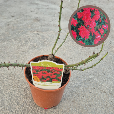 Rosal Julio Iglesias - Plantas de rosales
