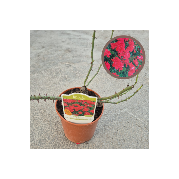 Rosal Sea Pearl - El Huerto Deitana ®