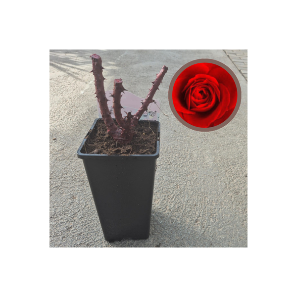 Rosal Sea Pearl - El Huerto Deitana ®