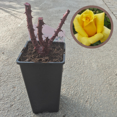Rosal Sea Pearl - El Huerto Deitana ®