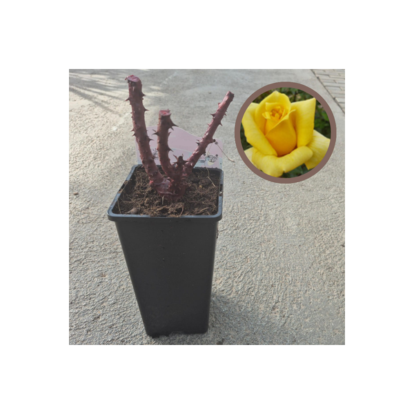 Rosal Sea Pearl - El Huerto Deitana ®