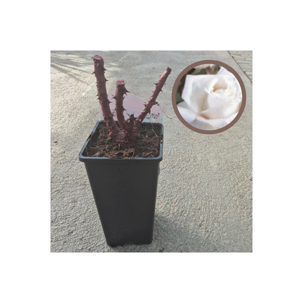 Rosal Noche Azul - El Huerto Deitana ®