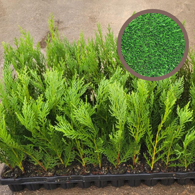 Ciprés Leylandi - Cupressus Leylandii |El Huerto Deitana ®