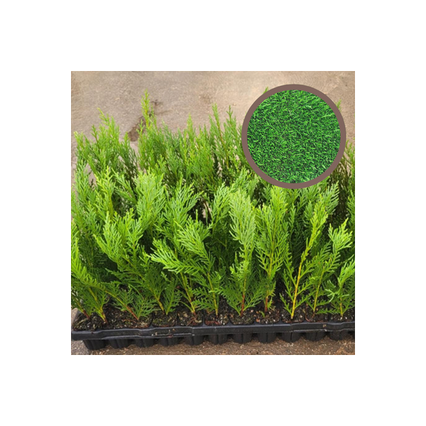 Cipres Leylandi - Cipres Leyland on a platter - Cupressus Leylandii
