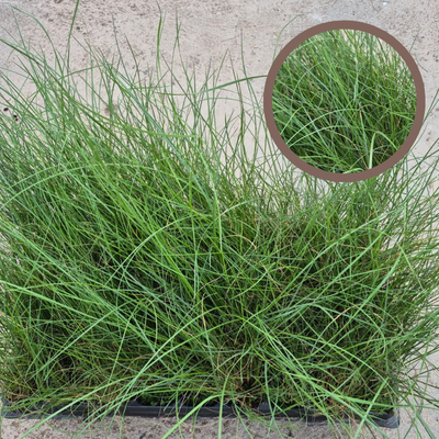 Stipa Tenacisiima (Esparto) | El Huerto Deitana ®