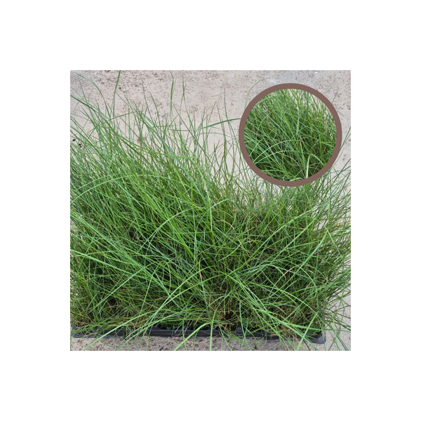 Stipa Tenacisiima (Esparto) | El Huerto Deitana ®