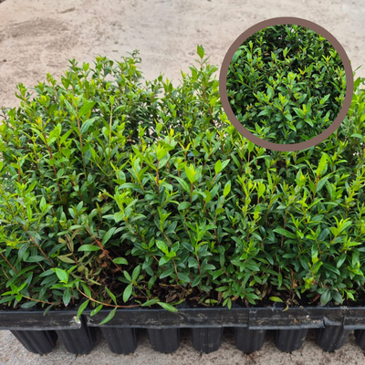 Planta mirto en maceta de 14 cm de Ø - Mirto arbol - Myrtus Communis