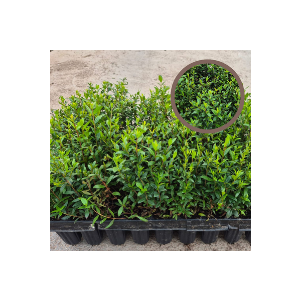 Planta mirto en maceta de 14 cm de Ø - Mirto arbol - Myrtus Communis