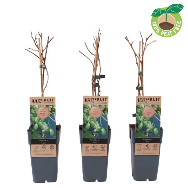 KIWI Actinidia arguta 'Issai'