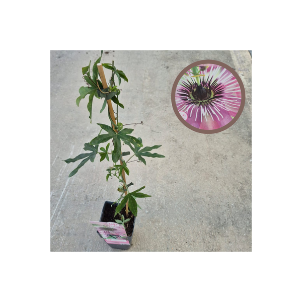 Passiflora caerulea Purple Haze