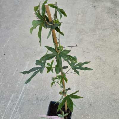 Passiflora caerulea Purple Haze