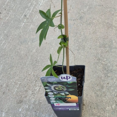 Passiflora caerulea