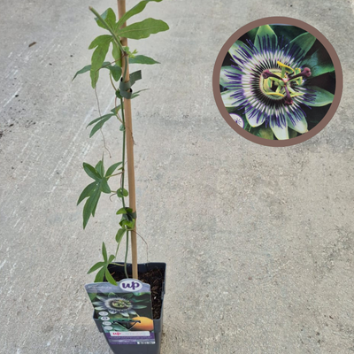 Passiflora caerulea