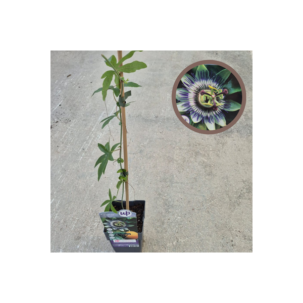 Passiflora caerulea
