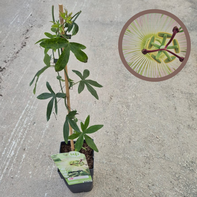 copy of PLATANERA CANARIA CAVENDISH - MUSA ACUMINATA FTL