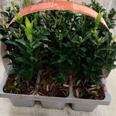 Evónimo del Japón - Euonymus japonicus - Seto evónimus - Evónimo verde