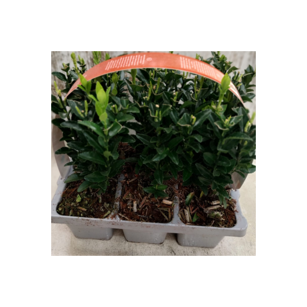 Evónimo del Japón - Euonymus japonicus - Seto evónimus - Evónimo verde