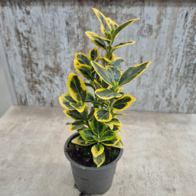 EUONYMUS JAPONICUS MARIEKE