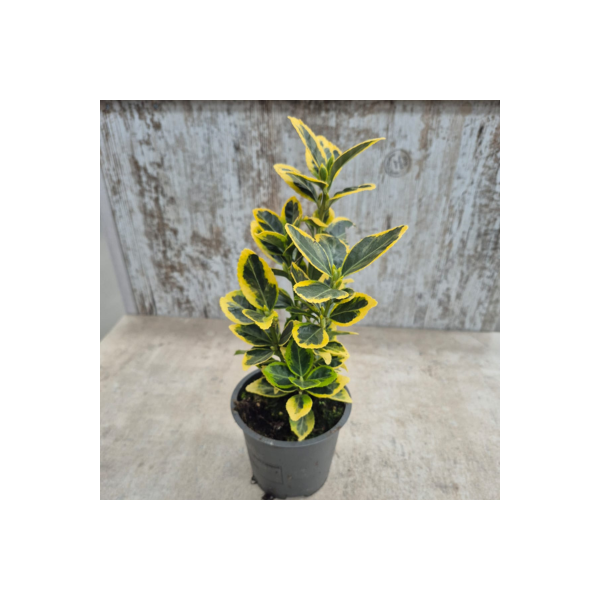 EUONYMUS JAPONICUS MARIEKE